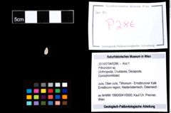 Foto (Objekt + Etikett) von Pithonoton sp.  (NHMW-GEO-2014-0194-0286)